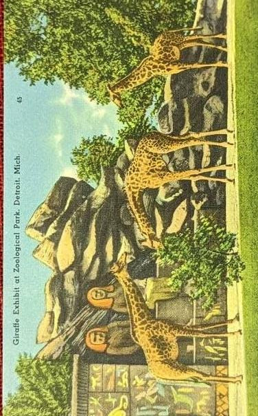 Giraffe Exhibit at Zoological Park, Detroit, Michigan - Vintage Postcard