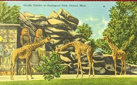 Giraffe Exhibit at Zoological Park, Detroit, Michigan - Vintage Postcard
