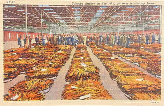 Tobacco Auction in Kentucky - 1940 Linen Postcard
