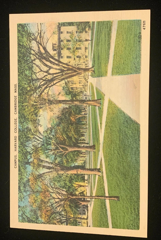 Campus - Harvard College - Cambridge, Massachusetts - 1940s Linen Postcard