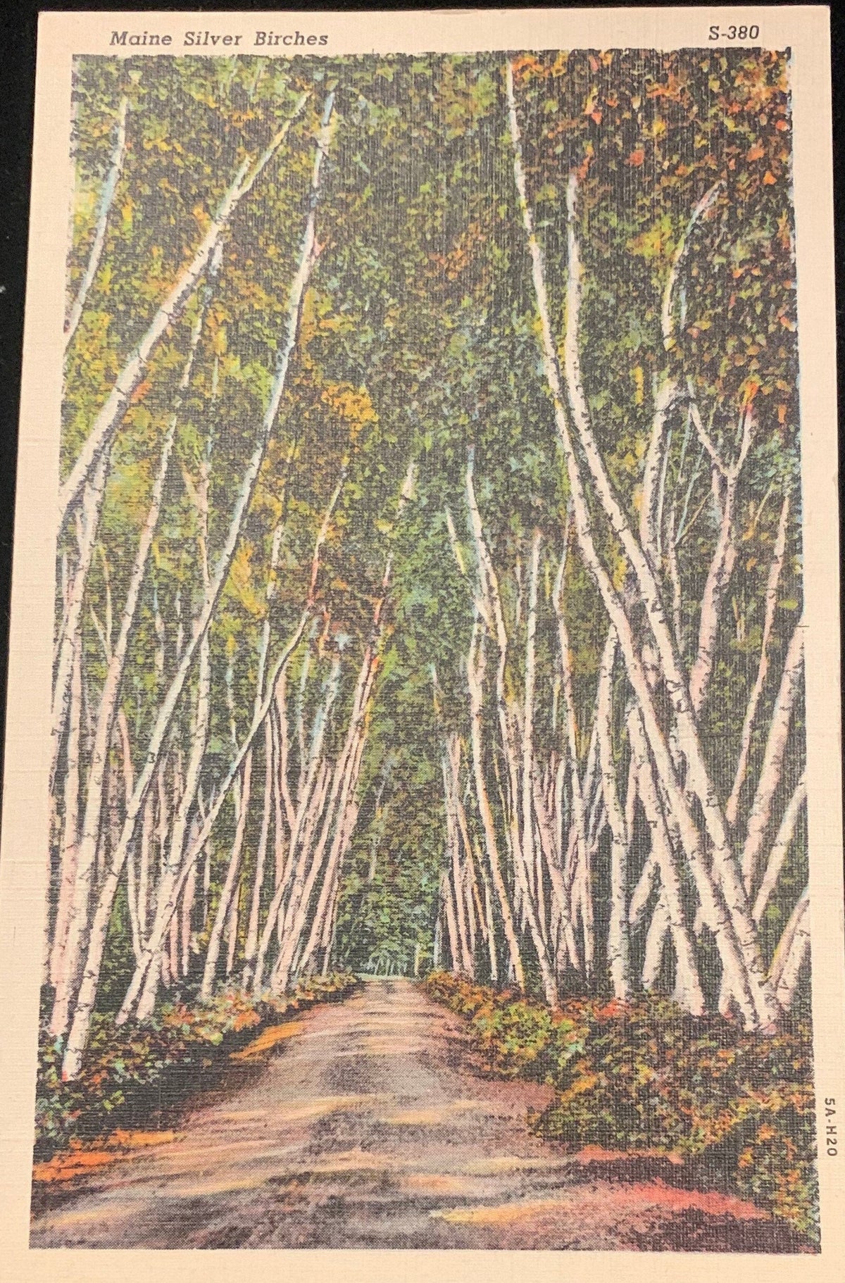 Silver Birches, Maine - 1940s Linen Postcard