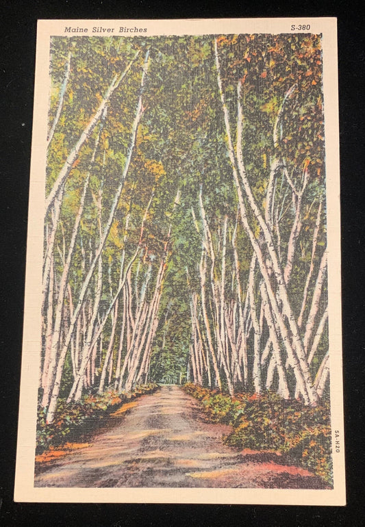 Silver Birches, Maine - 1940s Linen Postcard