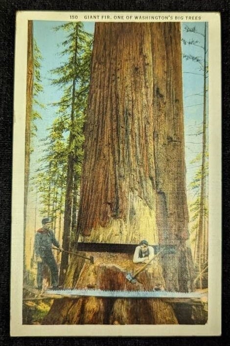 Giant Fir - One of Washington's Big Trees, Washington - 1940s Linen Nature Postcard