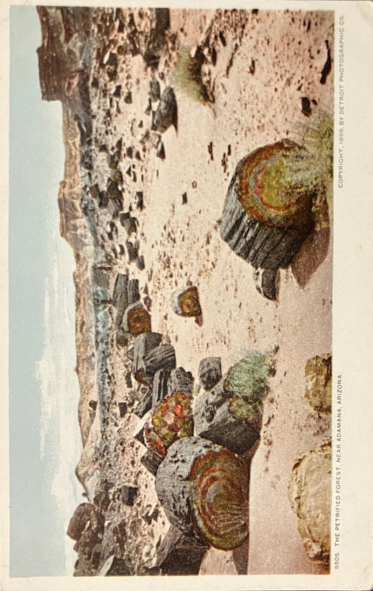 The Petrified Forest - Near Adamana, Arizona -  Copyright, 1899, by Detroit Photographic Co. - Vintage Postcard