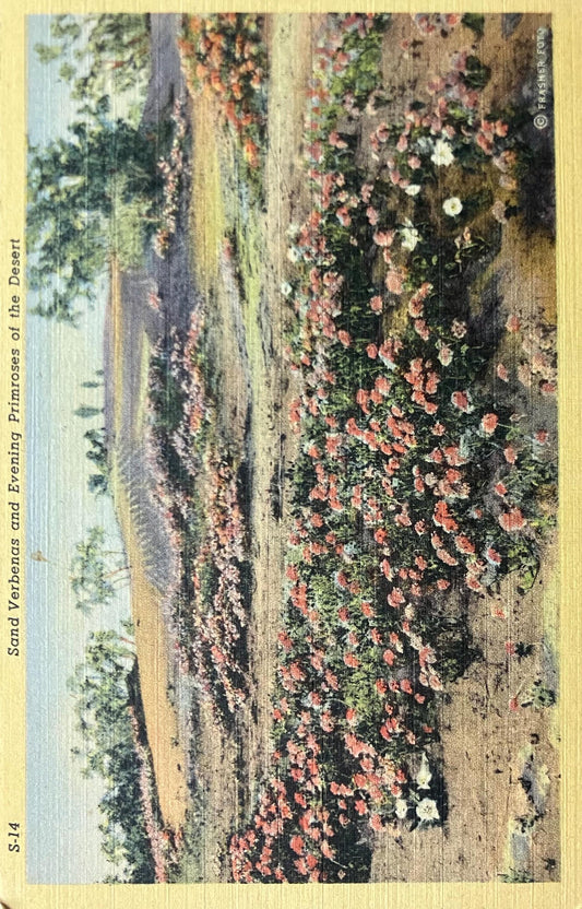 Sand Verbenas - Evening Primroses of the Desert - Copyright Frasher Foto - Arizona - 1940s Linen Postcard