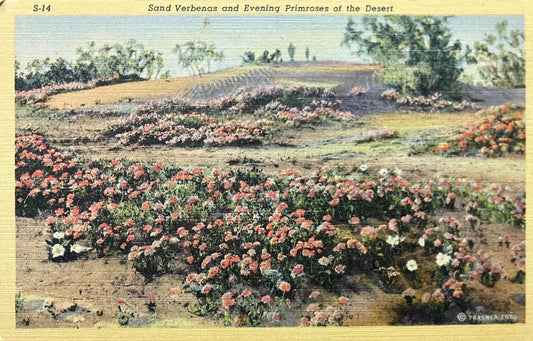Sand Verbenas - Evening Primroses of the Desert - Copyright Frasher Foto - Arizona - 1940s Linen Postcard