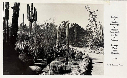 Section of Exotic Plantings  - Desert Botanical Garden of Arizona - Papago Park - Phoenix - R. C. Proctor Photo