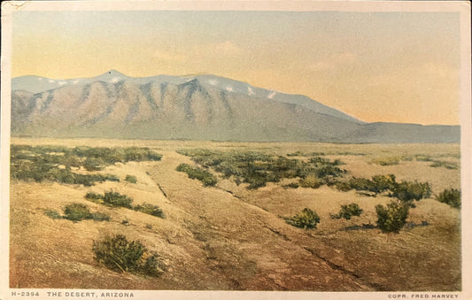 The Desert, Arizona - Vintage Postcard