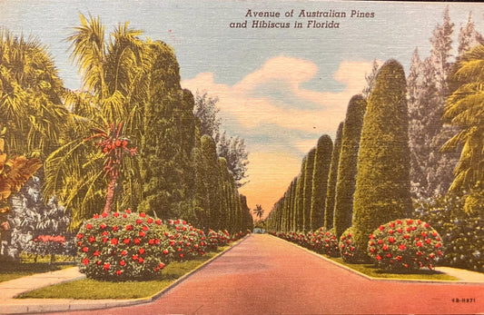 Avenue of Australian Pines and Hibiscus in Florida - Linen Postcard