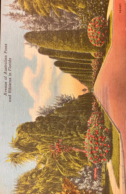 Avenue of Australian Pines and Hibiscus in Florida - Linen Postcard