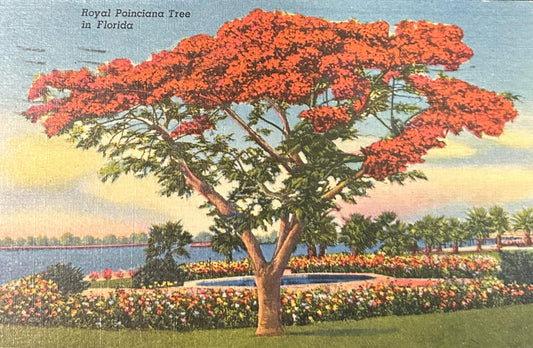 Royal Poinciana Tree in Florida - Linen Postcard