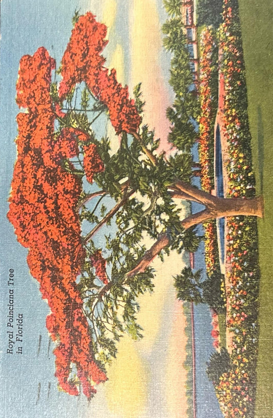Royal Poinciana Tree in Florida - Linen Postcard