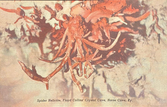 Spider Helictite - Floyd Collins' Crystal Cave - Horse Cave, Kentucky - 1940s Linen Postcard