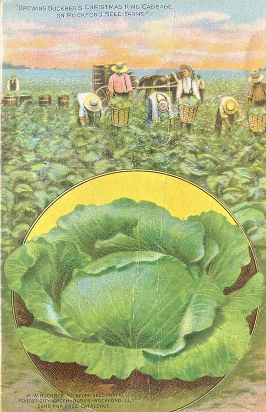 Growing Buckbee's Christmas King Cabbage on Rockford Seed Farms - Vintage Farm Postcard
