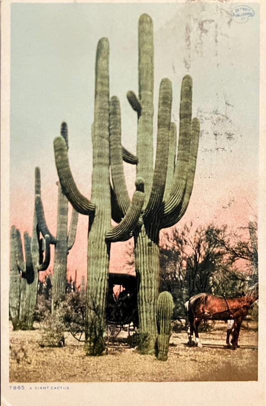 A Giant Cactus - Vintage Postcard