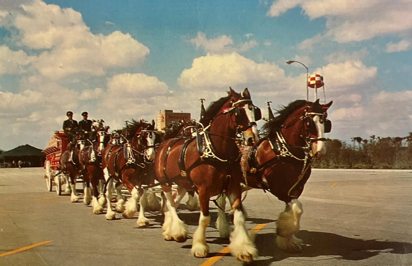 Budweiser Clydesdale 8 Horse Team - Vintage Horse Postcard