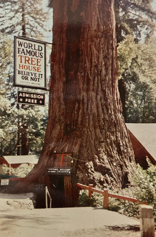World Famous Tree House in California, Photo: Lionel Bridge - Vintage Woodlands Postcard