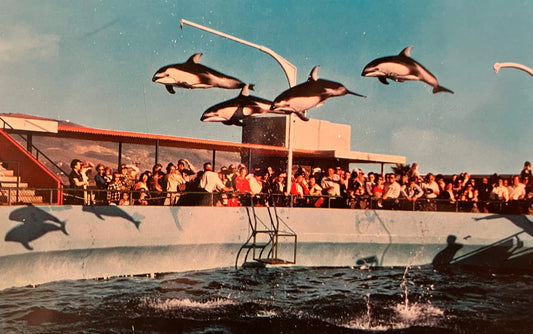 High-Flying Dolphins at Marineland of the Pacific, California - Photo by Geo E. Watson - Vintage Marine Life Postcard