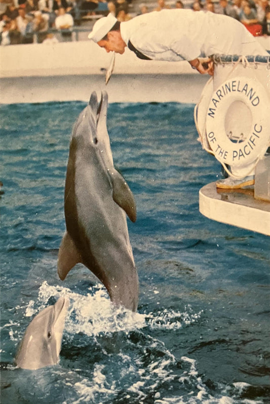 Marine land of the Pacific, Palos Verdes, in Southern California - Vintage Marine Life Postcard