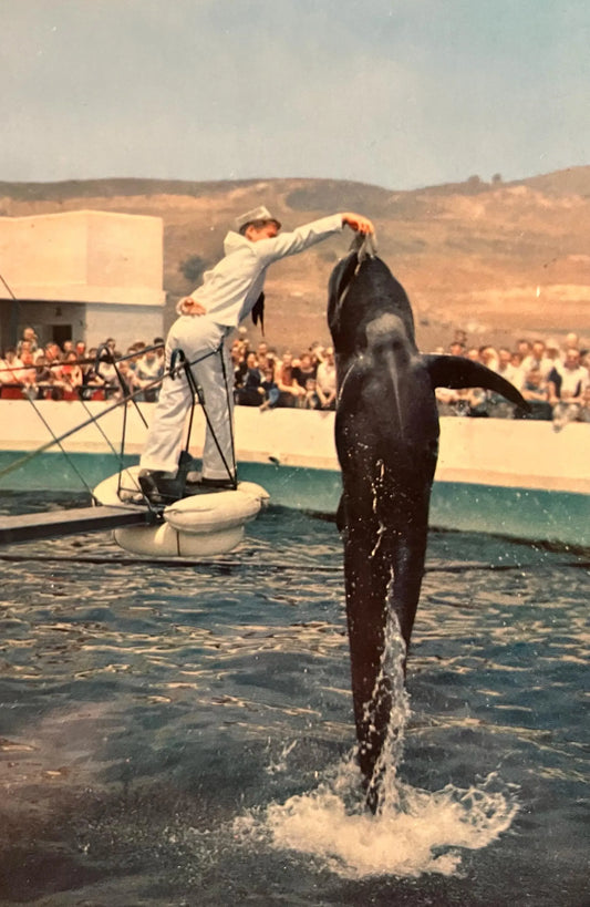 Marineland of the Pacific, Palos Verdes, in Southern California - Vintage Marine Life Postcard