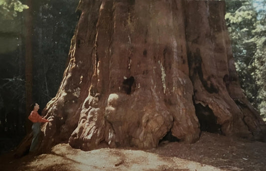 Washington Tree in the Giant Forest of Sequoia National Park, California - Vintage National Park Postcard