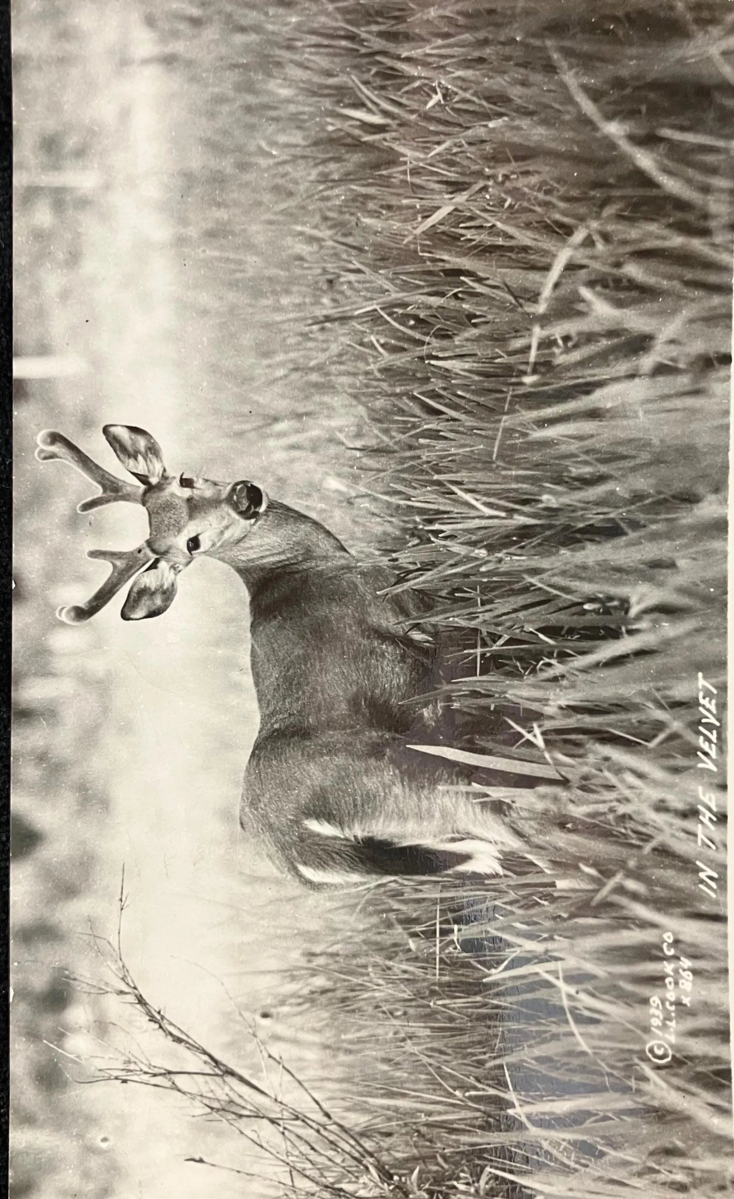 RPPC - Greetings from Munising, Michigan - In the Velvet - 1939 L. L. Cook Co. - Vintage Wildlife Postcard