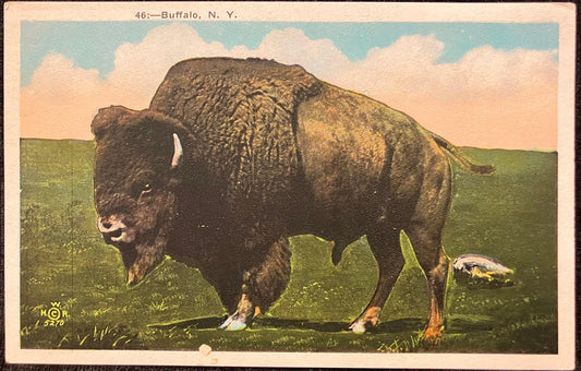 Buffalo in Buffalo, New York - Vintage Nature Postcard