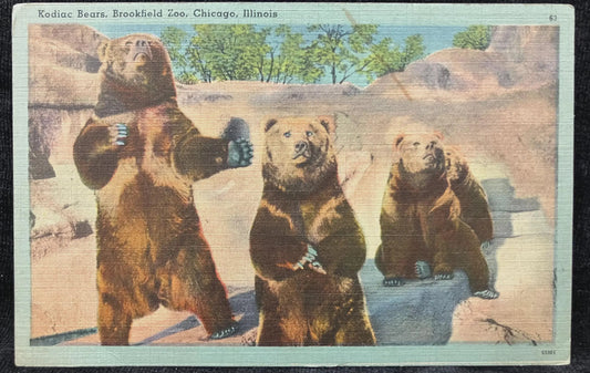 Kodiak Bears, Brookfield Zoo, Chicago, Illinois - Vintage Zoo Postcard