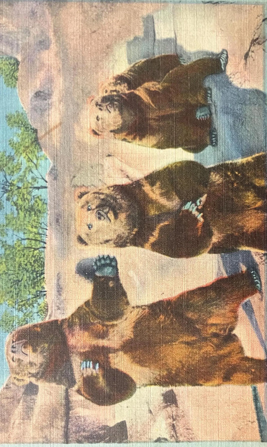 Kodiak Bears, Brookfield Zoo, Chicago, Illinois - Vintage Zoo Postcard