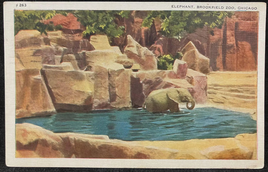 Elephant, Brookfield Zoo, Chicago - Illinois - Zoo Postcard