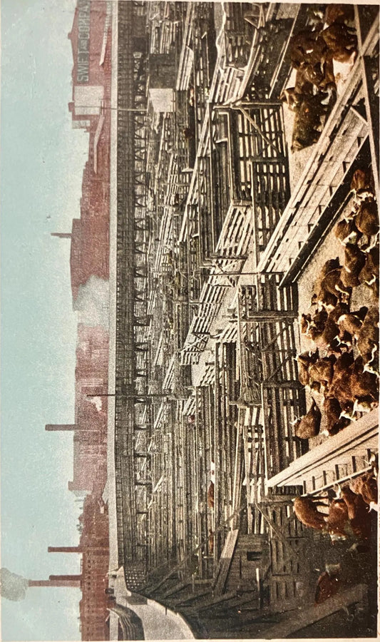 Stock Yards, Chicago, Illinois - Copyright, 1902, By Detroit Photographic Co. - Vintage Postcard
