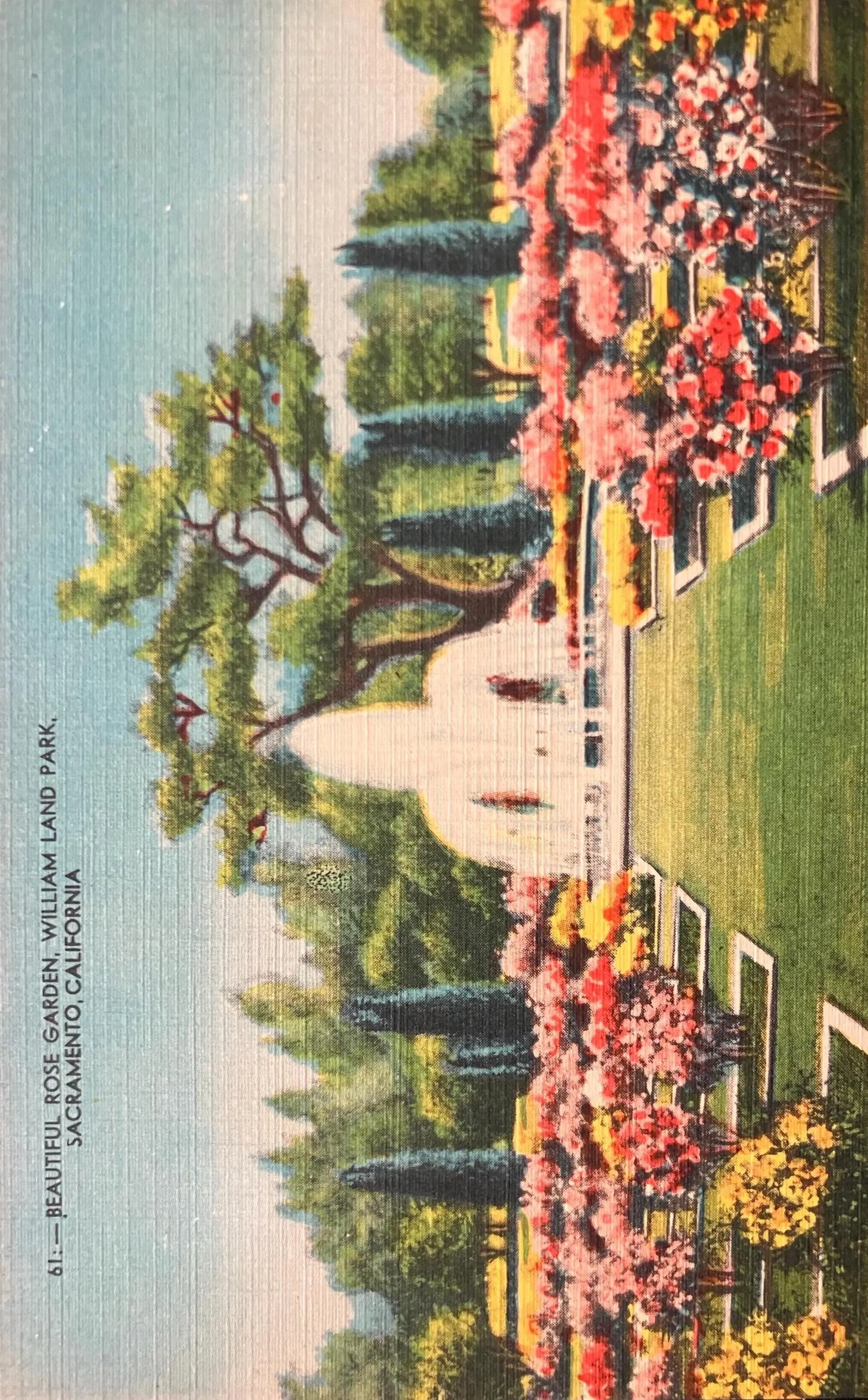 Beautiful Rose Garden, William Land Park, Sacramento, California - Vintage Park Postcard