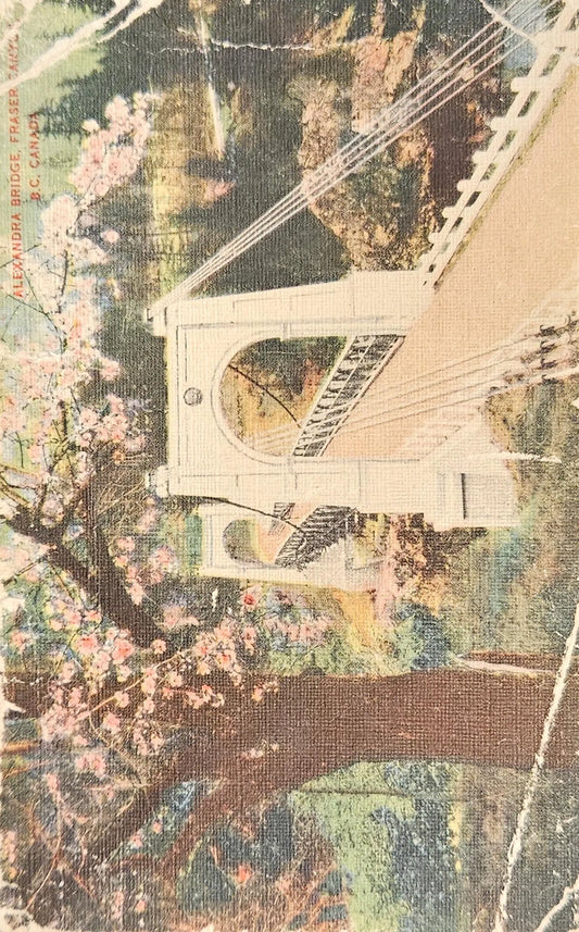 Alexandria Bridge Fraser Canyon British Columbia Canada Flowering Blossom Trees Drawing. Vintage Art Postcard
