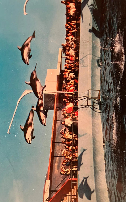High-Flying Dolphins at Marineland of the Pacific, California - Photo by Geo E. Watson - Vintage Marine Life Postcard
