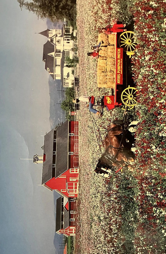 Clydesdales at Ayer’s Pumpkin Patch on Faulkner Farm in Santa Paula, California - Photo by Navarro Design - Vintage Farm Postcard