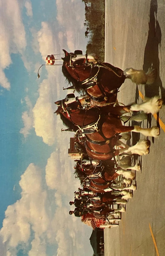 Budweiser Clydesdale 8 Horse Team - Vintage Horse Postcard
