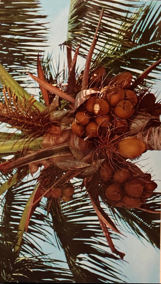 Coconut Tree Loaded with Fruit - Florida - Vintage Tropical Postcard