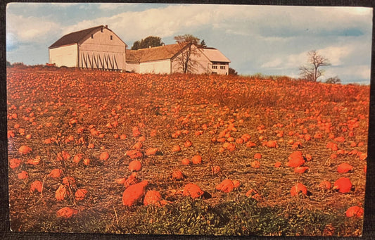 The Penna Dutch County - Photo: Jim Hess - Vintage Pumpkin Patch Postcard