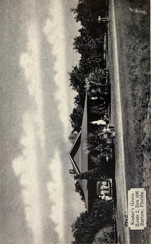 Kester’s Grove Route 2, Box 106 Bartow, Florida - Vintage Orchard Postcard