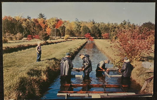 State Trout Rearing Farm in Baldwin, Michigan - Vintage Trout Farm Postcard