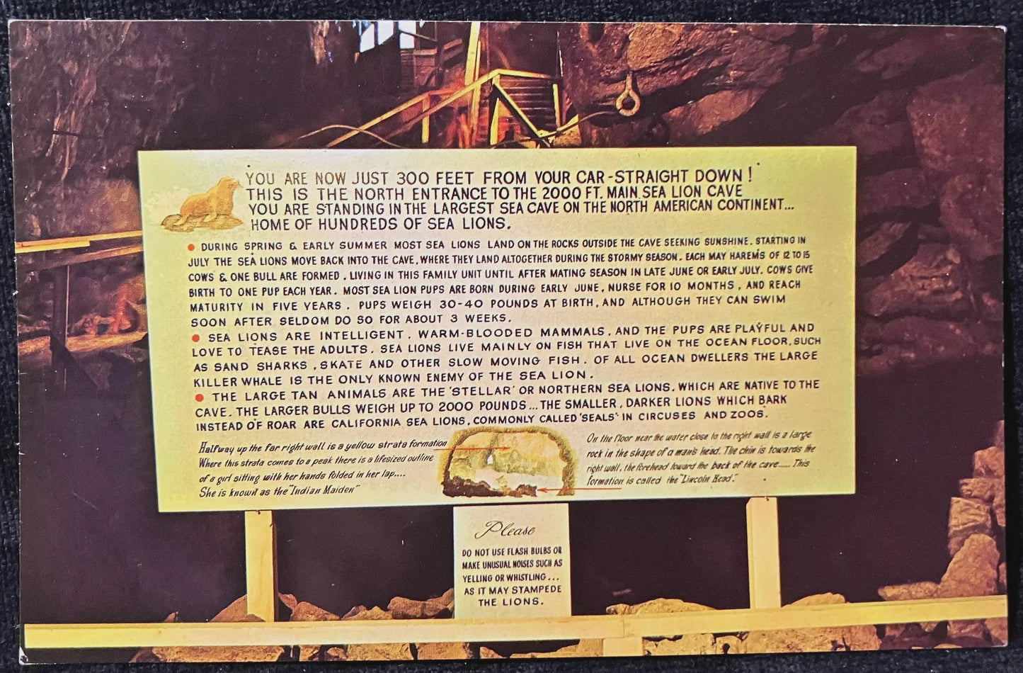 Sea Lion Caves on the Oregon Coast - Photo: Morton Luman - Vintage Postcard