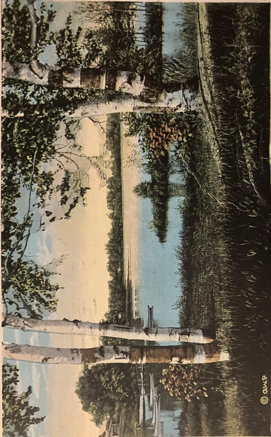 Birches on Silver Lake, Traverse City, Michigan - Vintage Postcard