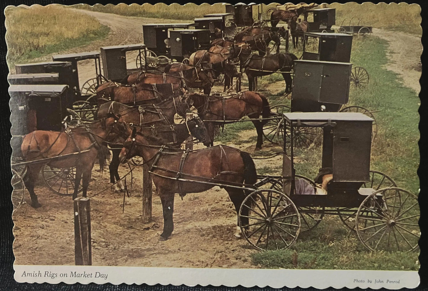 Amish Rigs on Market Day - Photo by John Penrod - Vintage Postcard