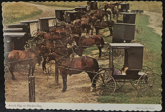 Amish Rigs on Market Day - Photo by John Penrod - Vintage Postcard