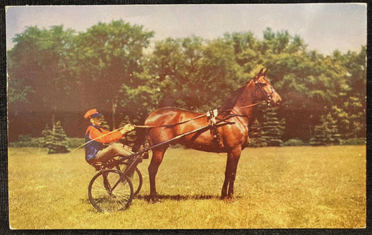 The Harness Horse at Saratoga Raceway in Saratoga Springs, New York - Vintage Postcard