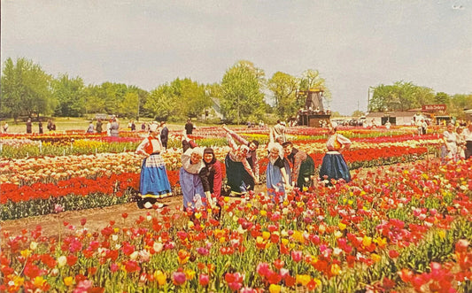 Nelis Tulip farms Holland, Michigan - 1955 Vintage Postcard