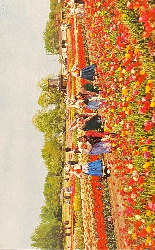Nelis Tulip farms Holland, Michigan - 1955 Vintage Postcard