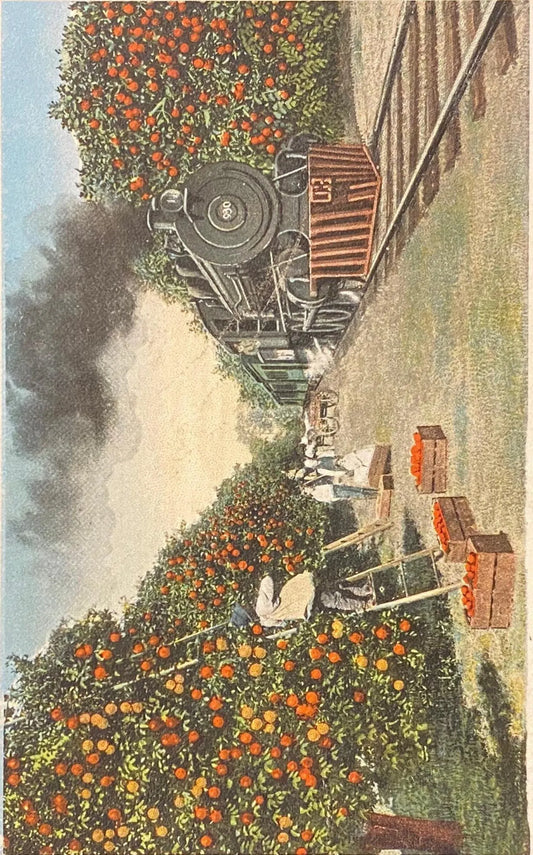 Traveling Through the Orange Groves, Florida - Vintage Postcard