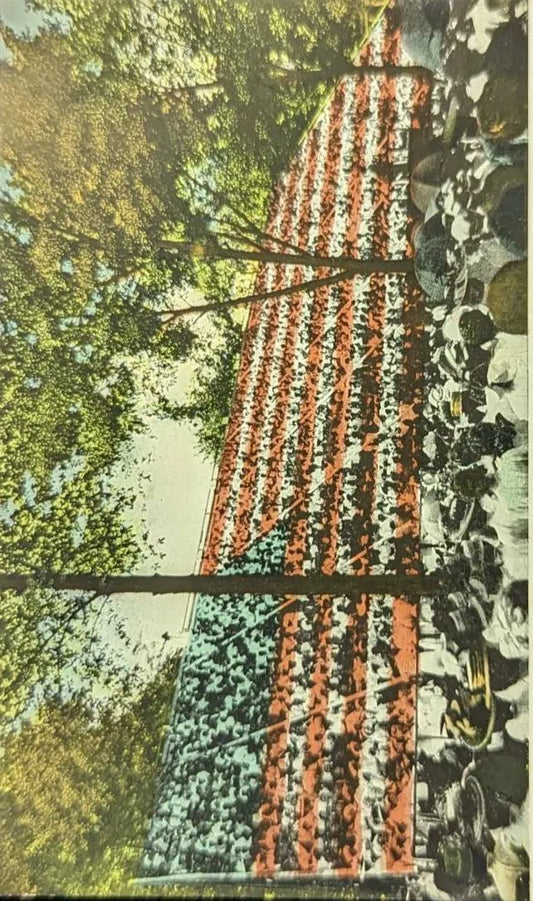 The Living Flag in which 3000 Children took part. G.A.R. Encampment, Toledo, Ohio - Vintage Postcard