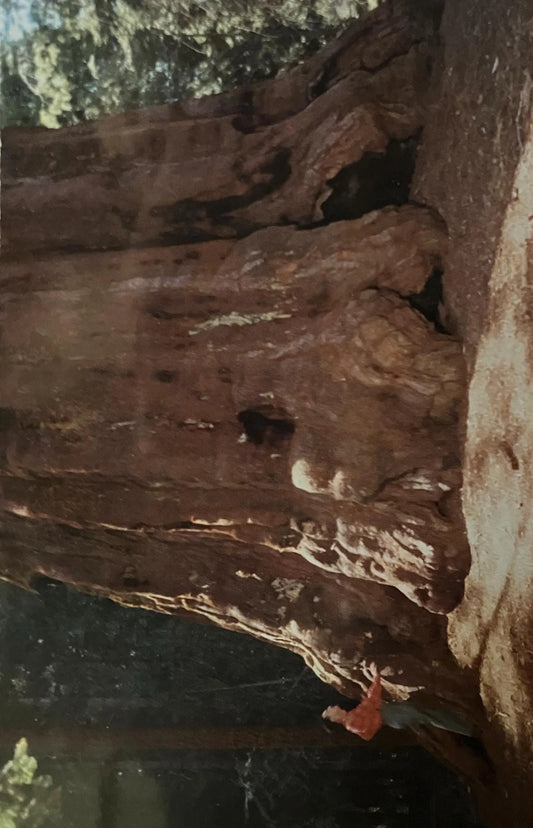 Washington Tree in the Giant Forest of Sequoia National Park, California - Vintage National Park Postcard